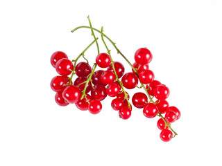 Berry red currants