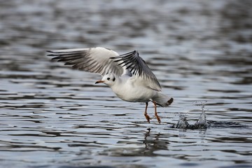 Seagull in flight. Just above the water.