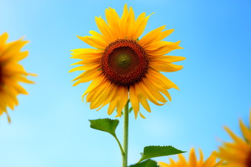 Obraz premium Sunflower