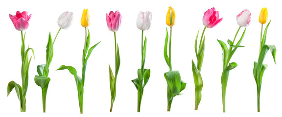 Set of tulips isolated