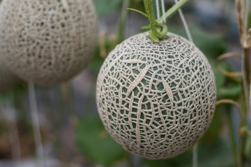 japan melon on melon tree