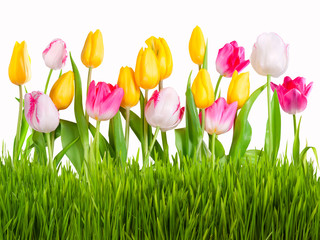 Different tulips with green grass