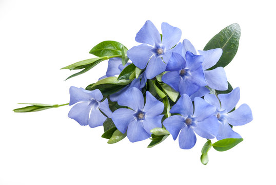 Fototapeta Periwinkle blue flower
