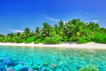 Fototapeta na wymiar Tropical island and the underwater world in the Maldives. Thoddo