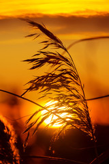 The plant reed close-up on  background of sunset sky