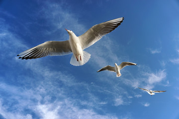 Fototapeta na wymiar Three Seagulls Flying