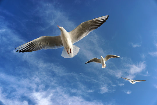 Three Seagulls Flying