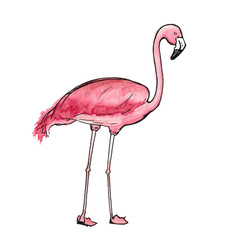 Watercolor sketch pink flamingo isolated
