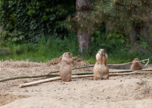 Two gophers standing and looking around
