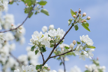Spring beauty of pink and white apple tree flowers on branch