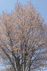 Fototapeta premium 山桜