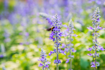 Insects on lavender