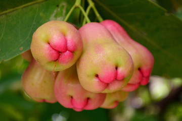 Rose apples on tree in orchard