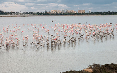 Flamingo beautiful wild Birds at Larnaca salt lake Cyprus