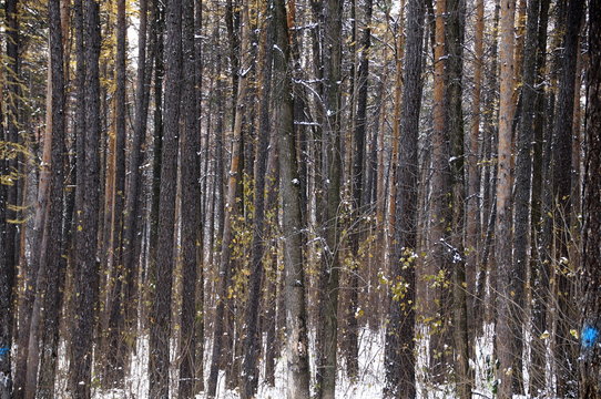 photo of a pine forest in early winter