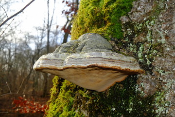 Pilz am Baumstamm