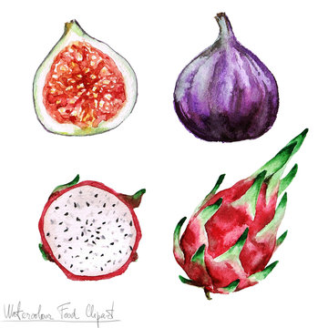 Watercolor Food Clipart - Pitaya and Fig