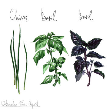 Watercolor Food Clipart - Herbs