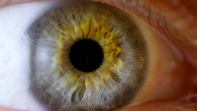 Human eye iris contracting. Extreme close up. 
