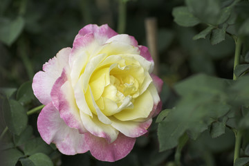  rose on blurred background .