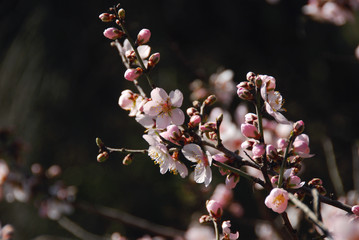 アメンドウの花