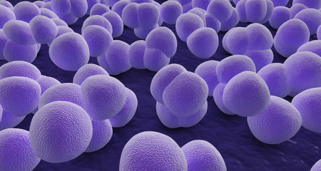 under the microscope, staphylococcus