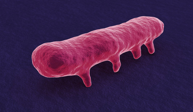 Under The Microscope, Salmonella Bacterium