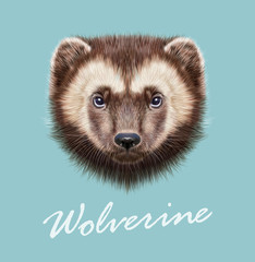 Wolverine Animal. Vector Illustrated Portrait