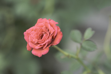 Pink rose on blurred background .