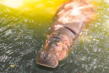 Hippopotamus showing huge jaw and teeth. Yawning hippo / The hip