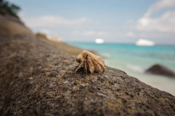 Hermit crab close-up on  background of stone and ocean