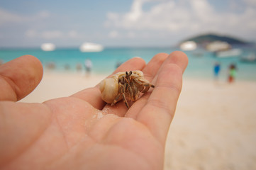 Diogenes-crab hermit , pagurian, soldier crab on  male hand