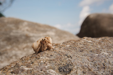 Hermit crab close-up on  background of stone and ocean