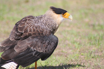 caracara