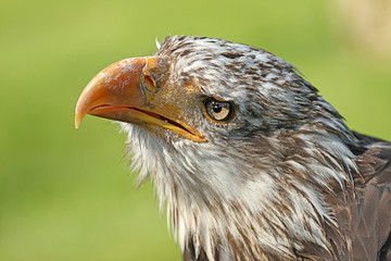 Junger Weißkopfseeadler
