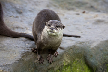 Family Oriental small-clawed otter, Amblonyx cinerea, during games