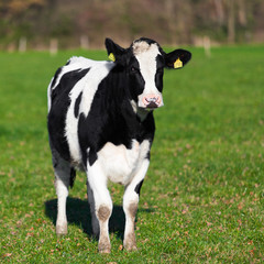 Naklejka na ściany i meble The cow is grazed on a green field. Cow in the field