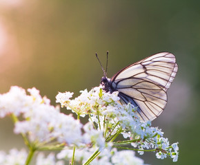 Butterfly Aporia Crataegi white umbrella inflorescence. Morning