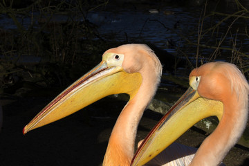 Great White Pelican, Pelecanus onocrotalus, basking in the winter sun