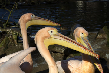 Great White Pelican, Pelecanus onocrotalus, basking in the winter sun