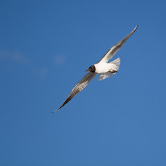 black-headed gull in flight