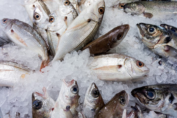 raw fish background.  Fresh fish on ice