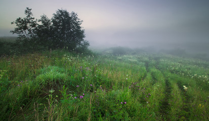 The morning landscape with fog and footpath