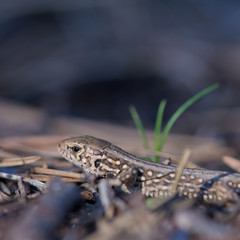 Portrait of lizard viviparous