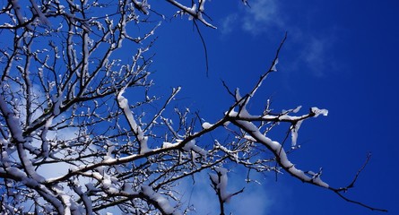 Snow and ice on tree branches after a winter storm on a blue sky