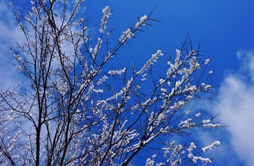 Snow and ice on tree branches after a winter storm on a blue sky