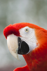 Hellroter Ara (Ara macao) Porträt