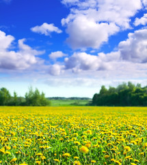 dandelions meadow