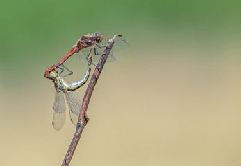 Paarungsrad der Gemeinen Heidelibelle