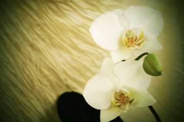 White orchids - vintage style